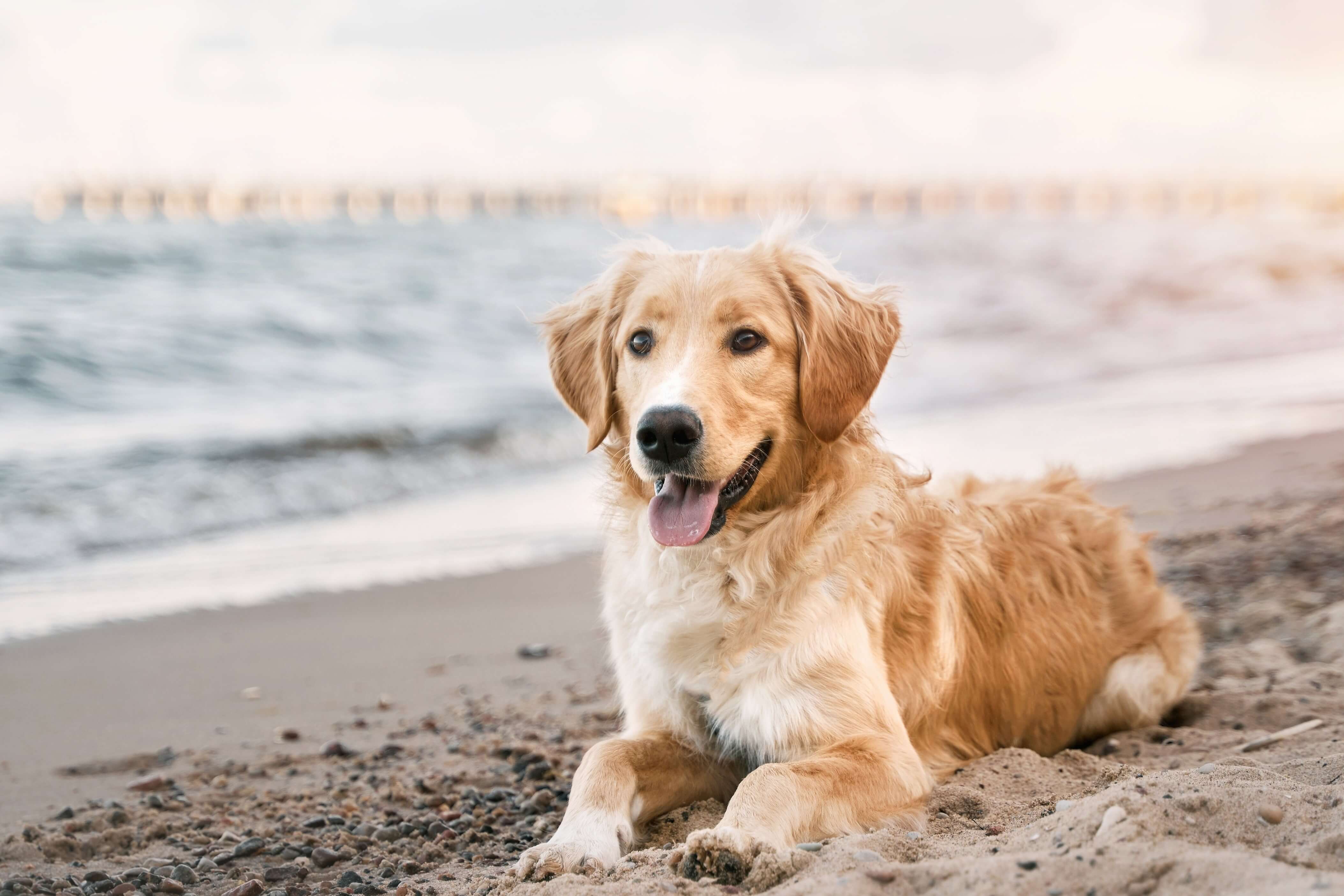 A dog on a Dog Friendly Beaches on the Gulf Coast.